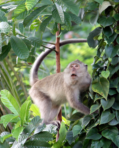 monkey in bang bao 